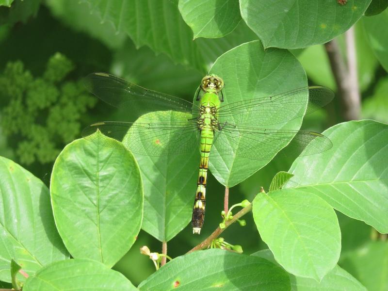 Photo of Eastern Pondhawk