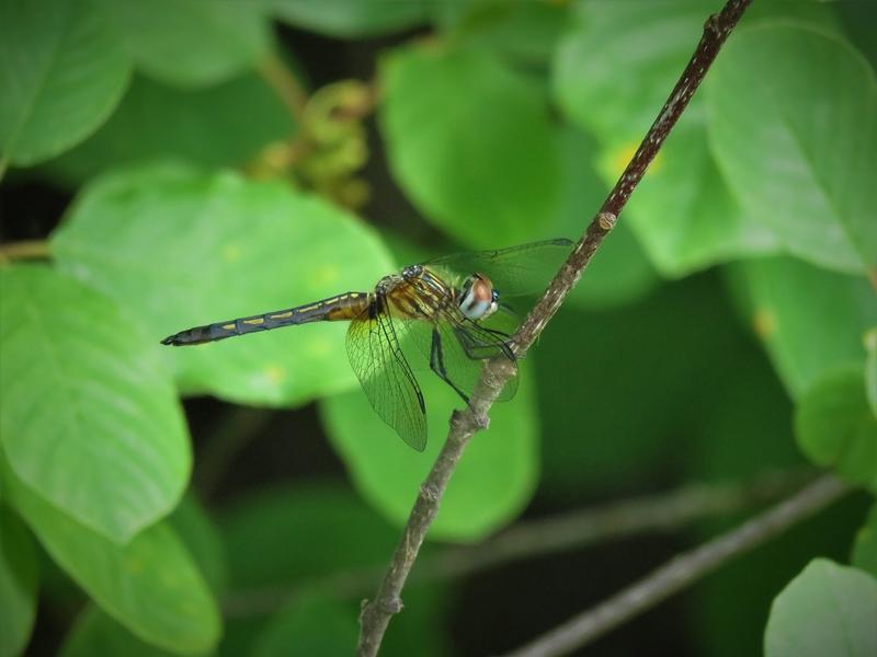 Photo of Blue Dasher