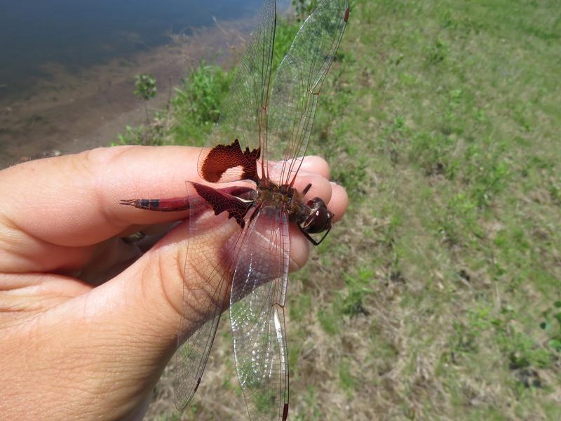 Photo of Red Saddlebags