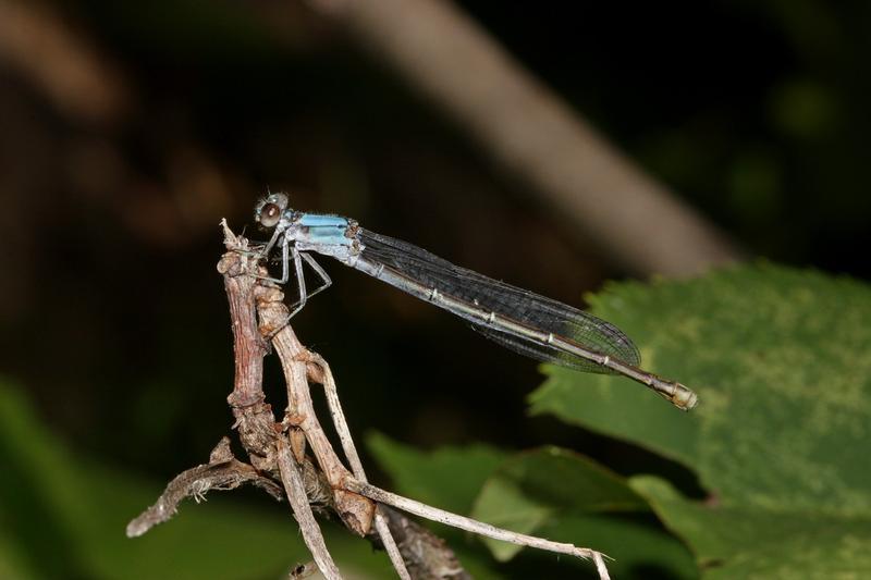 Photo of Powdered Dancer