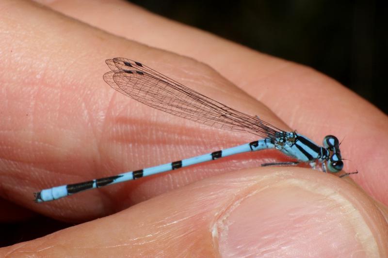Photo of Marsh Bluet