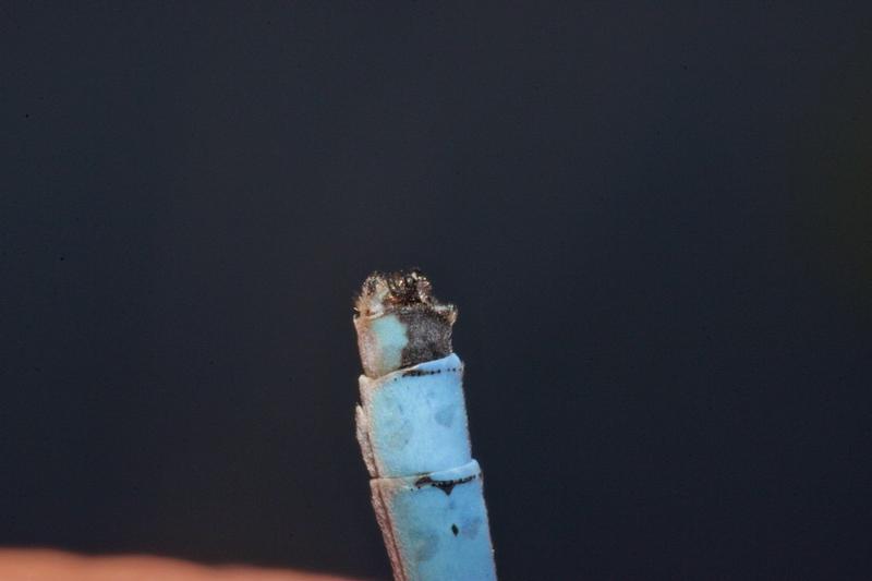 Photo of Marsh Bluet