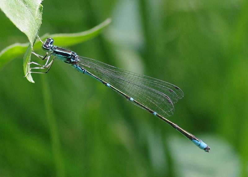 Photo of Stream Bluet