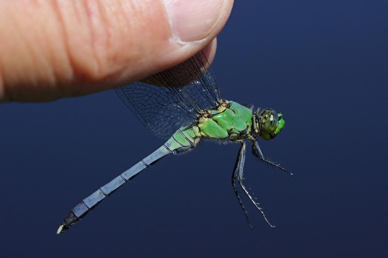 Photo of Eastern Pondhawk