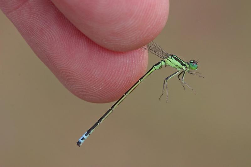 Photo of Eastern Forktail