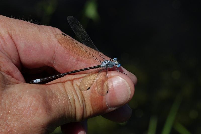 Photo of Amber-winged Spreadwing