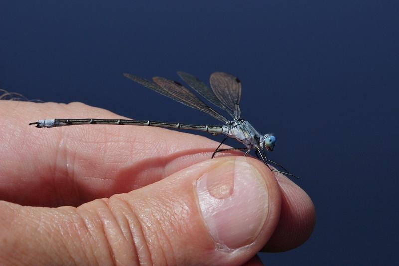 Photo of Amber-winged Spreadwing