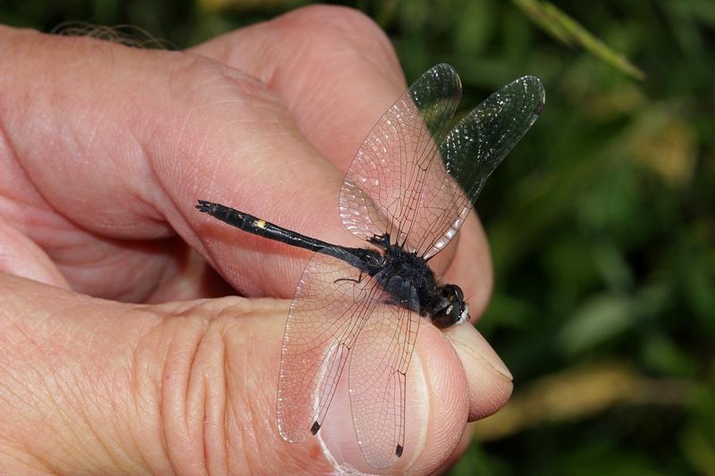 Photo of Dot-tailed Whiteface