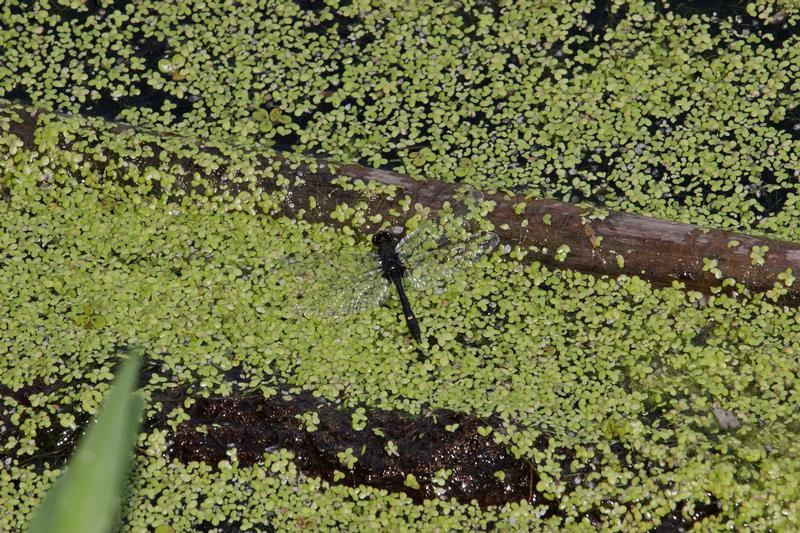 Photo of Dot-tailed Whiteface