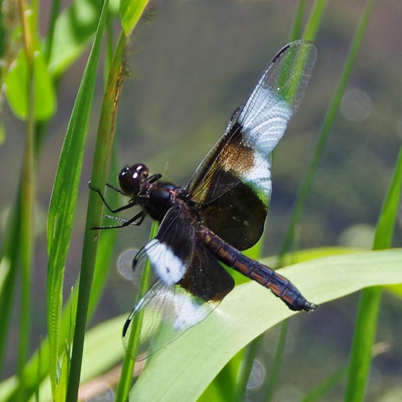 Photo of Widow Skimmer