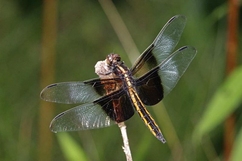 Photo of Widow Skimmer