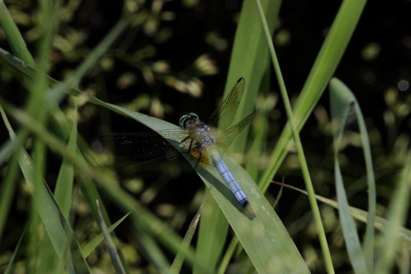 Photo of Blue Dasher