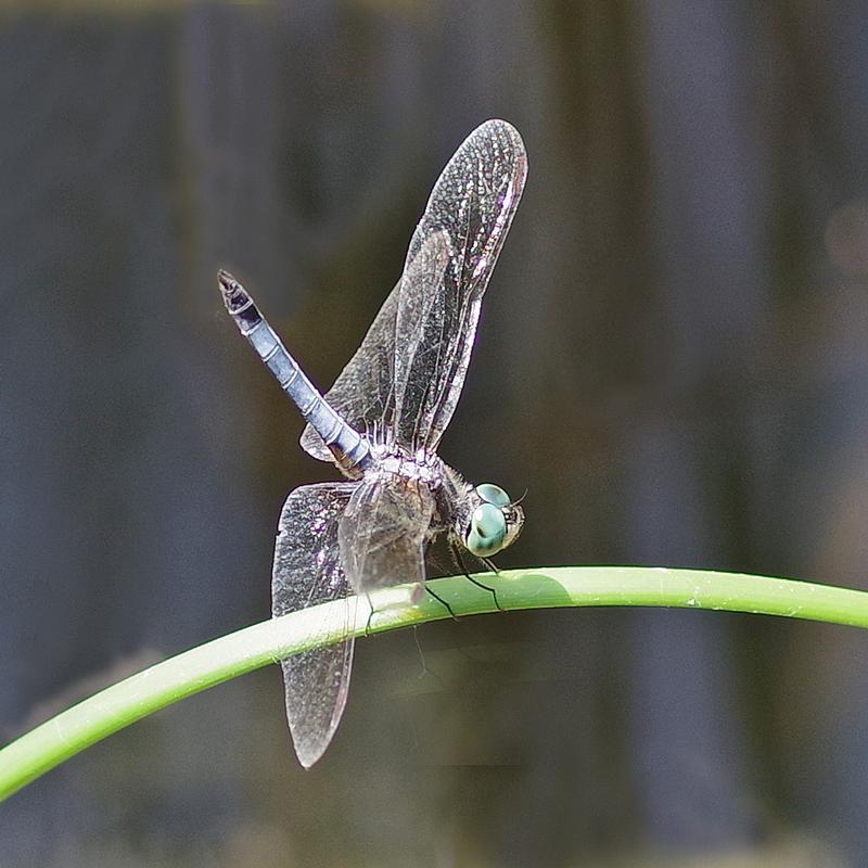 Photo of Blue Dasher