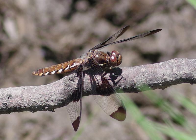 Photo of Common Whitetail