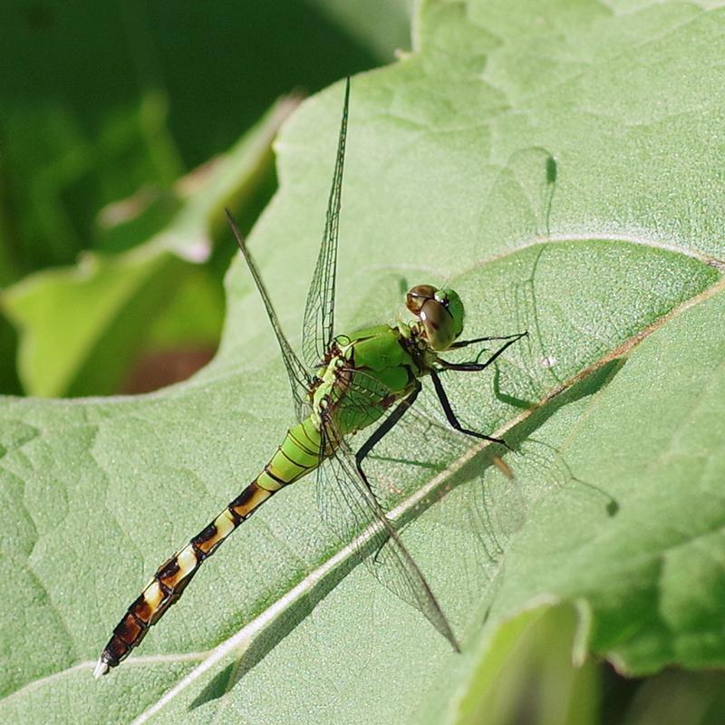 Photo of Eastern Pondhawk
