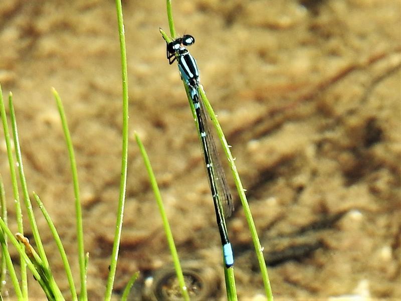 Photo of Skimming Bluet
