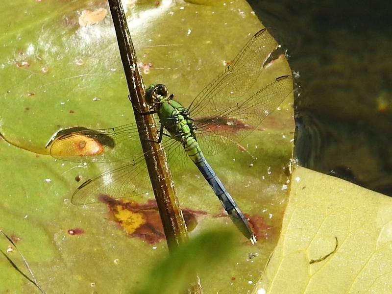 Photo of Eastern Pondhawk