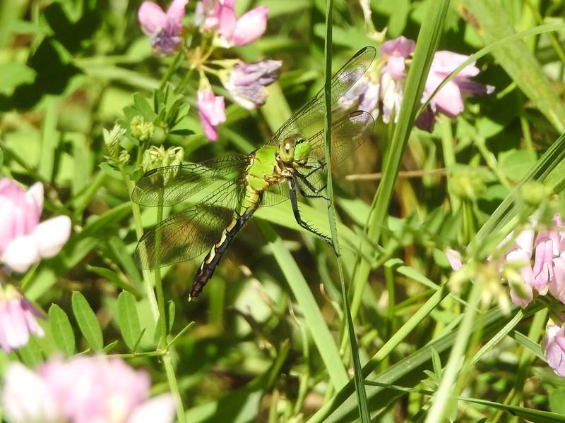 Photo of Eastern Pondhawk