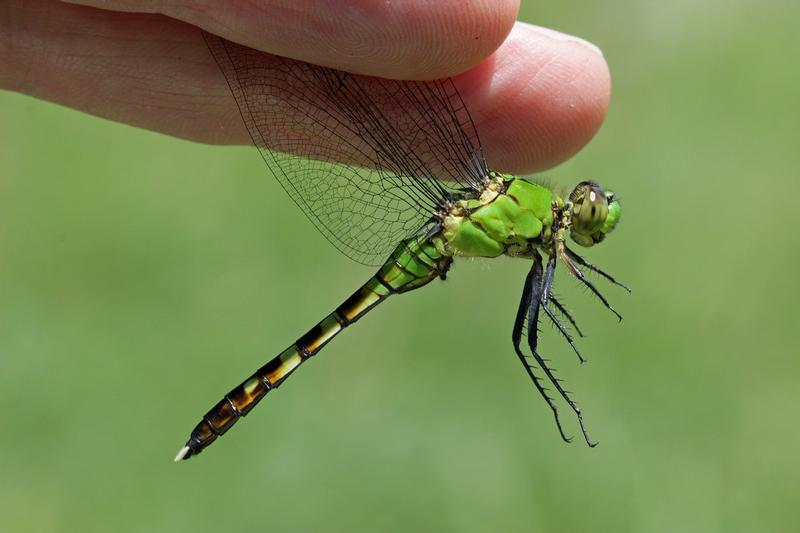 Photo of Eastern Pondhawk