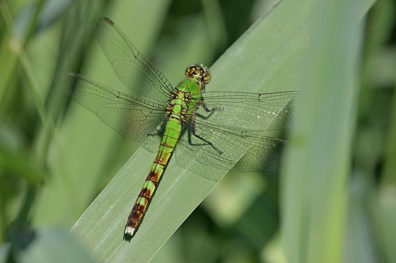 Photo of Eastern Pondhawk