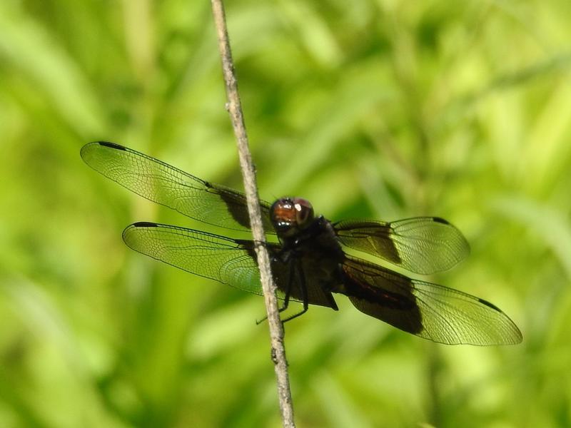 Photo of Widow Skimmer