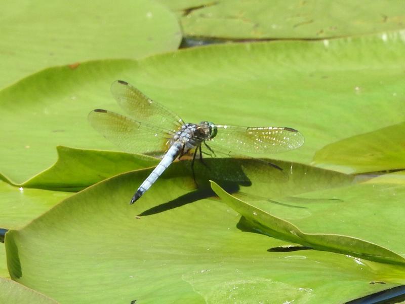 Photo of Blue Dasher