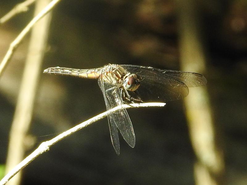 Photo of Blue Dasher
