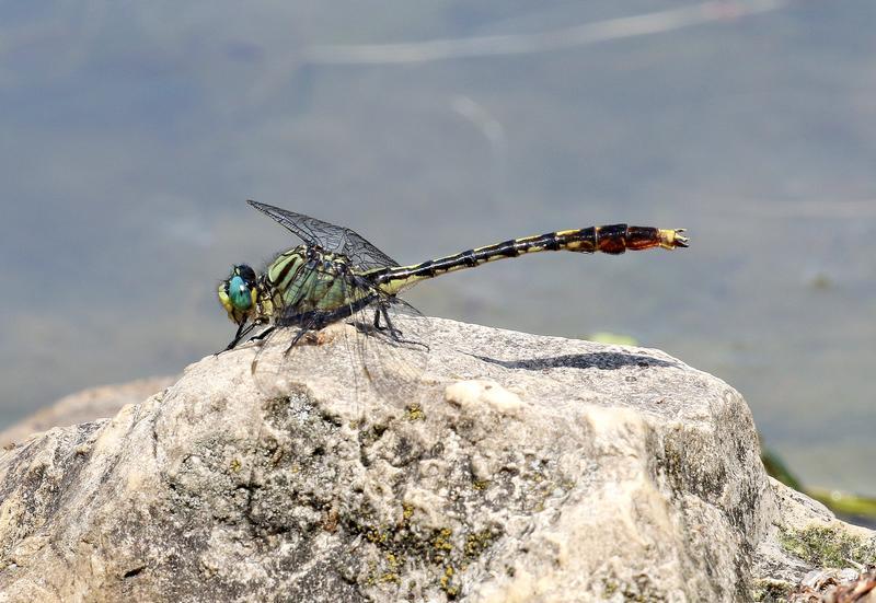 Photo of Unicorn Clubtail