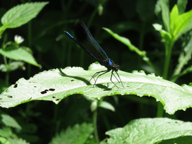 Photo of River Jewelwing