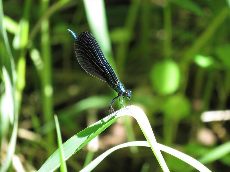 Photo of Ebony Jewelwing