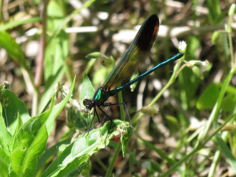 Photo of River Jewelwing