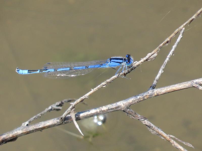 Photo of Familiar Bluet