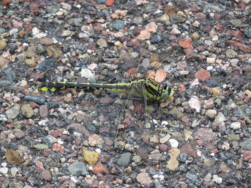 Photo of Midland Clubtail