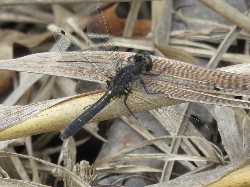 Photo of Dot-tailed Whiteface