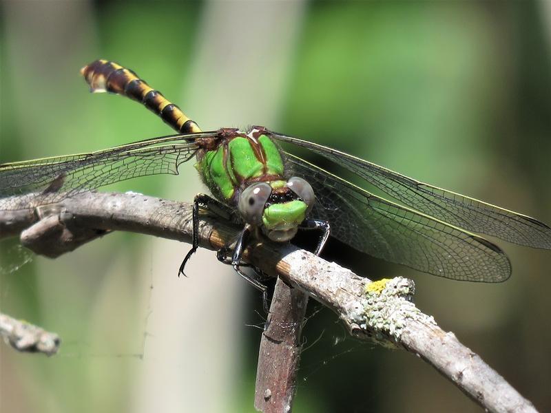 Photo of Sioux Snaketail