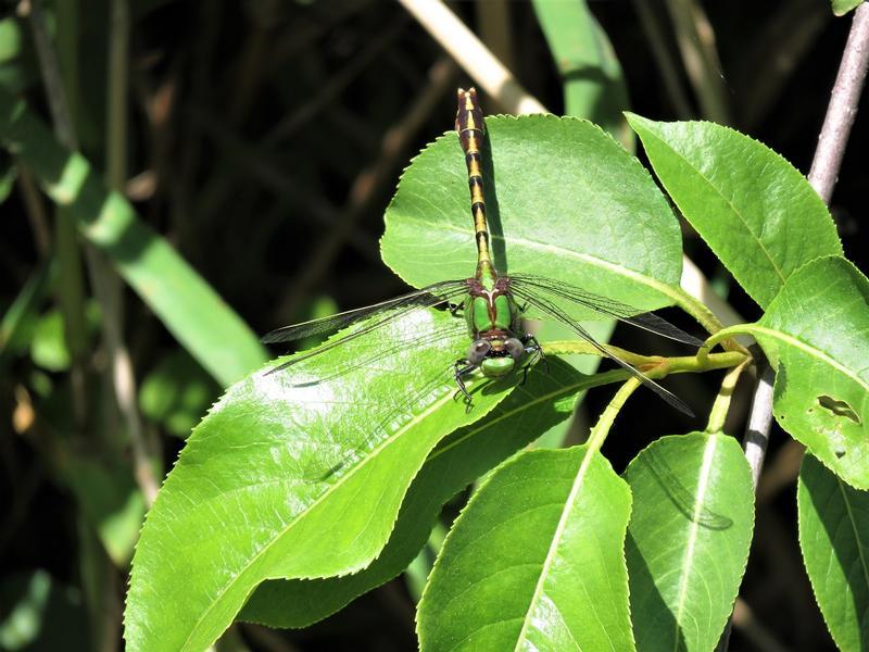 Photo of Sioux Snaketail