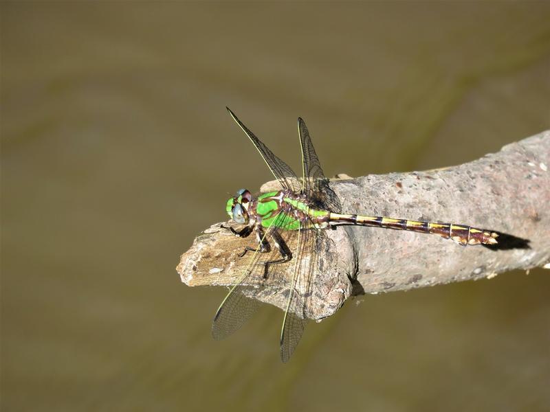 Photo of Sioux Snaketail