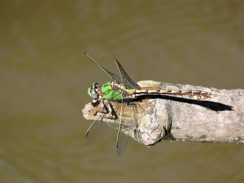 Photo of Sioux Snaketail