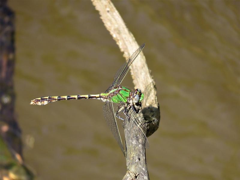 Photo of Sioux Snaketail