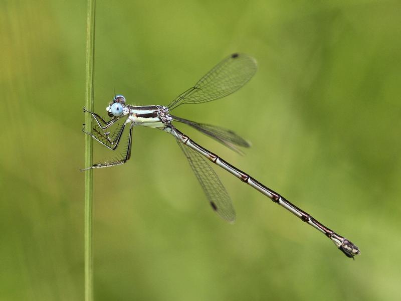 Photo of Slender Spreadwing
