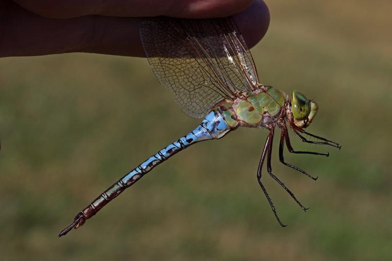 Photo of Common Green Darner