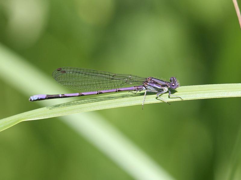 Photo of Variable Dancer (Violet Dancer ssp.)