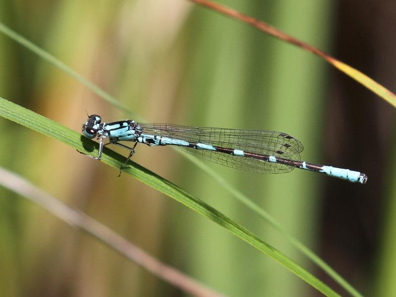 Photo of Subarctic Bluet