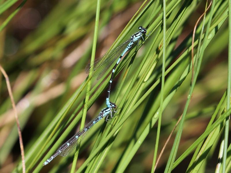 Photo of Subarctic Bluet