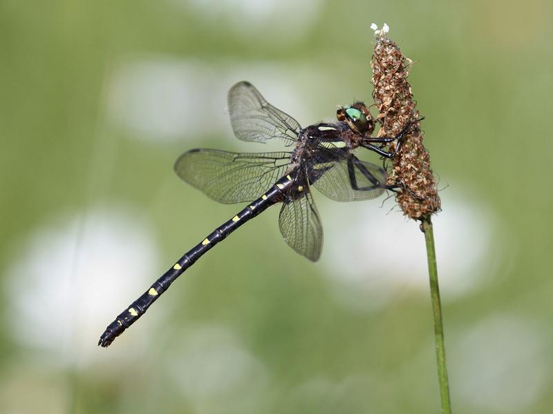 Photo of Twin-spotted Spiketail