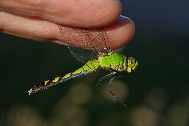 Photo of Eastern Pondhawk