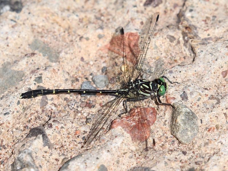 Photo of Eastern Least Clubtail