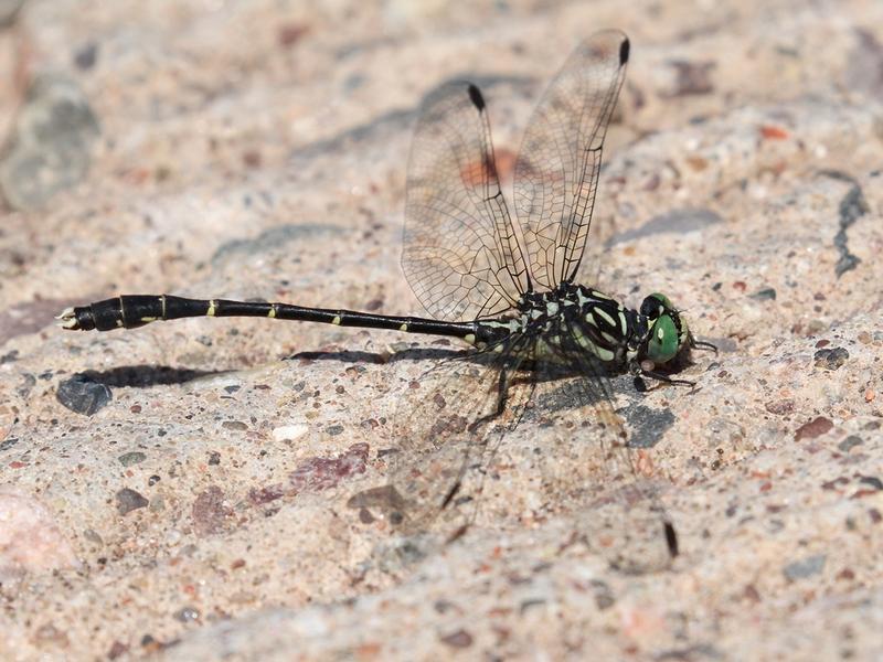 Photo of Eastern Least Clubtail