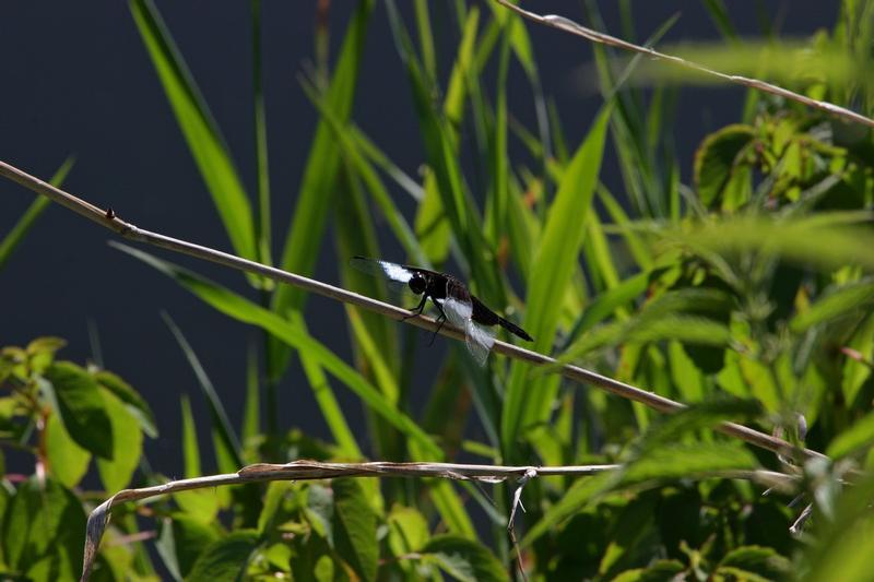 Photo of Widow Skimmer