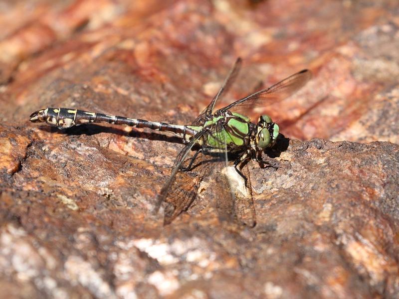 Photo of Boreal Snaketail